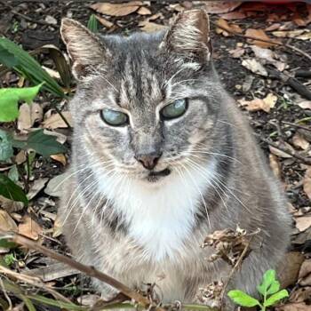 Stormy -  Domestic Medium Hair Cat for Adoption in Titusville, Florida - Stormy | PetCurious