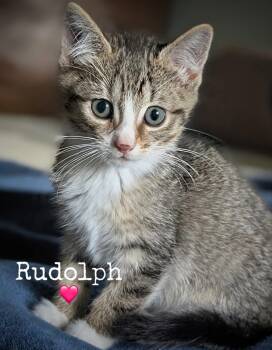 Rudolph -  Domestic Short Hair Cat for Adoption in Dansville, New York - Rudolph | PetCurious