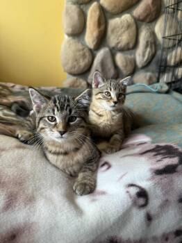 Rescue Domestic Short Hair Cats for Adoption in Owatonna, Minnesota - NASH | PetCurious