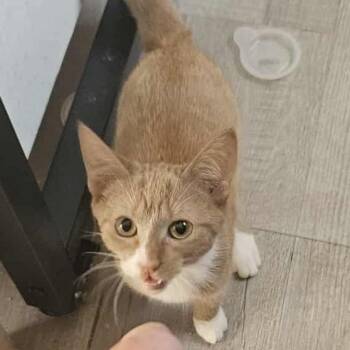 Rescue Domestic Short Hair Cats for Adoption in Callao, Virginia - Willow | PetCurious