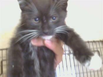 SHIVER METIMBERS -  Domestic Short Hair Cat for Adoption in Sacramento, California - SHIVER METIMBERS | PetCurious