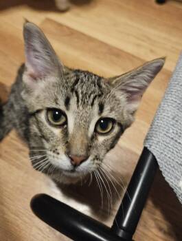 Domestic Short Hair Cats Available for Adoption - Chevy | PetCurious