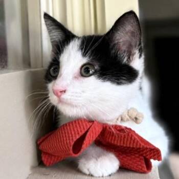 Ash Bloom -  Tuxedo and Domestic Short Hair Cat for Adoption in Friendswood, Texas - Ash Bloom | PetCurious