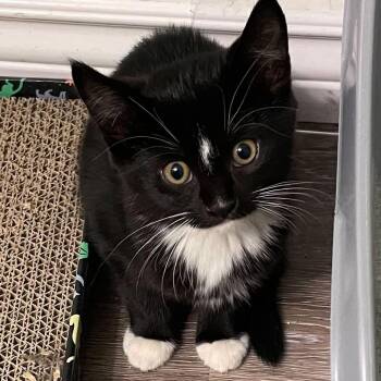 Yves - A Sweet Girl -  Tuxedo Cat for Adoption in Hamilton, Ontario - Yves - A Sweet Girl | PetCurious