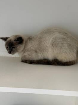 Monet -  Domestic Short Hair Cat for Adoption in Greenfield, Indiana - Monet | PetCurious