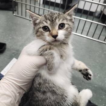 Hereford -  Domestic Short Hair Cat for Adoption in Clearwater, Florida - Hereford | PetCurious