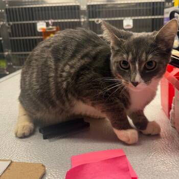 Magnolia -  Domestic Short Hair Cat for Adoption in Spokane, Washington - Magnolia | PetCurious