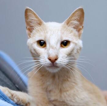 Domestic Short Hair Cats Available for Adoption in Kansas City, Kansas - Freddie (AO36507) | PetCurious