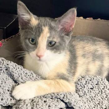 Domestic Short Hair Cats Available for Adoption in Franklin, Tennessee - Fable | PetCurious