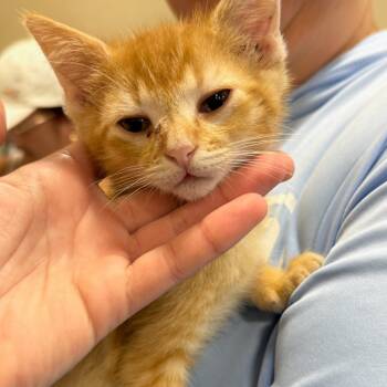 Rescue Domestic Short Hair Cats for Adoption in Sioux Falls, South Dakota - Traffic Cone | PetCurious