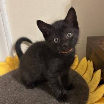 Domestic Short Hair Cats Available for Adoption in Lynchburg, Virginia - Lunar Eclipse | PetCurious