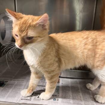 Dill -  Domestic Short Hair Cat for Adoption in Kennebunk, Maine - Dill | PetCurious