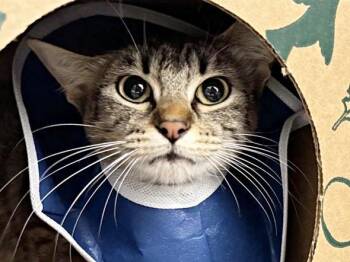 Domestic Medium Hair Cats Available for Adoption in Brentwood, Missouri - KATE | PetCurious