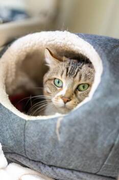 Domestic Short Hair Cats Available for Adoption in Arlington, Washington - Isabelle King | PetCurious
