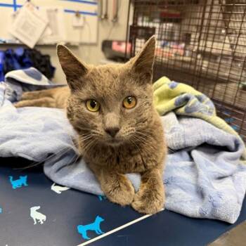 Domestic Short Hair Cats Available for Adoption in Ontario, California - HOMER | PetCurious