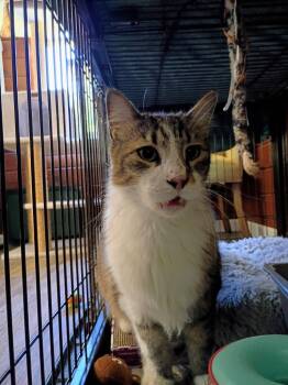 Mack -  Maine Coon Cat for Adoption in Hardeeville, South Carolina - Mack | PetCurious