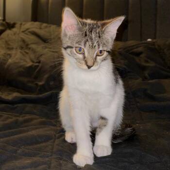 Grits -  Domestic Short Hair Cat for Adoption in Medina, Ohio - Grits | PetCurious