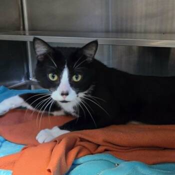 Monkey -  Domestic Short Hair Cat for Adoption in Watertown, Wisconsin - Monkey | PetCurious