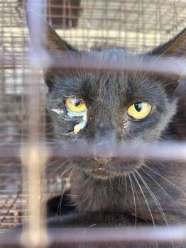 Domestic Short Hair Cats Available for Adoption in Houston, Texas - A653825 | PetCurious