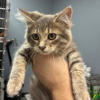 Quick Silver -  Domestic Medium Hair Cat for Adoption in Birmingham, Alabama - Quick Silver | PetCurious