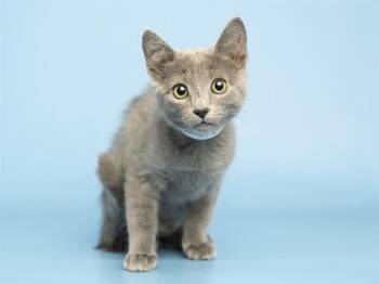 MISTY -  Domestic Short Hair Cat for Adoption in Phoenix, Arizona - MISTY | PetCurious
