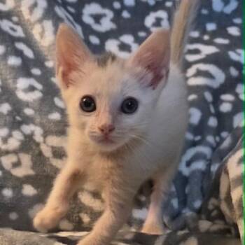 Mothman -  Domestic Short Hair Cat for Adoption in South Elgin, Illinois - Mothman | PetCurious