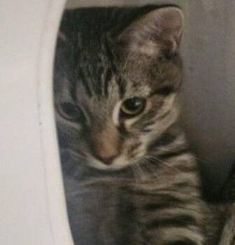 Tobin -  Domestic Short Hair Cat for Adoption in Stratham, New Hampshire - Tobin | PetCurious