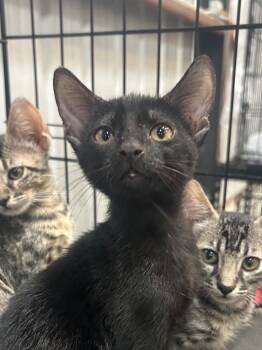 Lestat -  Domestic Short Hair Cat for Adoption in Corpus Christi, Texas - Lestat | PetCurious