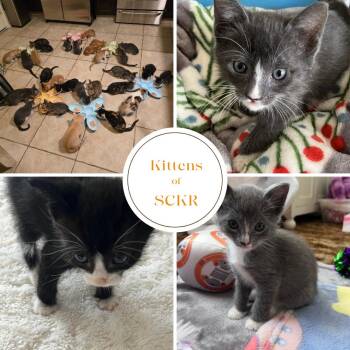 Rescue Calico Cats for Adoption in Phoenix, Arizona - Kittens Of SCKR June 2025 | PetCurious