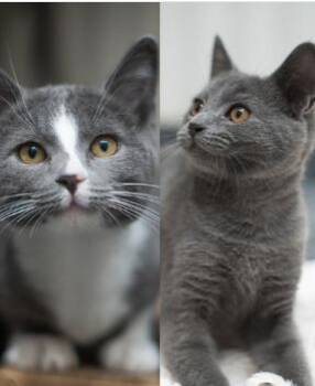 Tommie & Jerry (Bonded Pair) -  Domestic Short Hair Cat for Adoption in Encinitas, California - Tommie & Jerry (Bonded Pair) | PetCurious