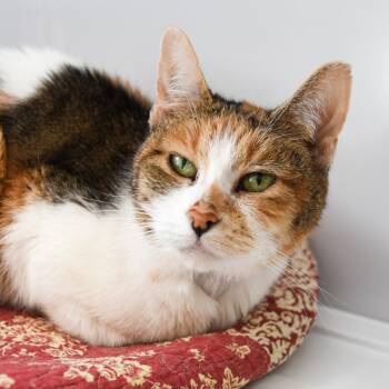 Rescue Domestic Short Hair Cats for Adoption in Trenton, New Jersey - Daisy | PetCurious