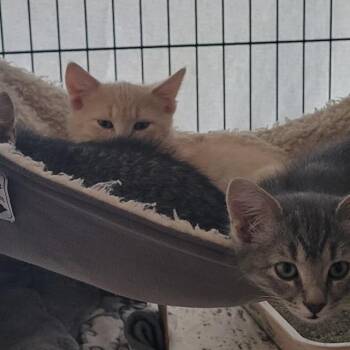 Squeaks -  Domestic Short Hair Cat Available for Adoption in Grand Island, Nebraska - Squeaks | PetCurious