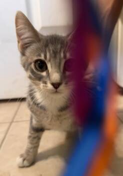 Joe ( AV) -  Tabby Cat for Adoption in Vacaville, California - Joe ( AV) | PetCurious