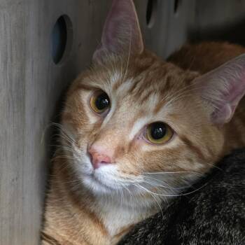Rocko -  Domestic Short Hair Cat Available for Adoption in Abilene, Texas - Rocko | PetCurious