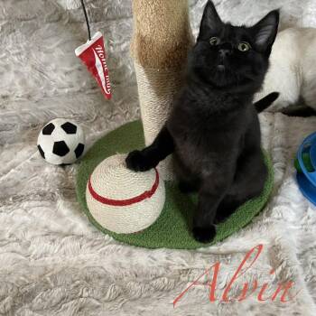 Alvin -  Domestic Medium Hair Cat for Adoption in Spokane, Washington - Alvin | PetCurious