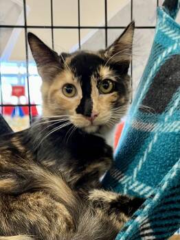 Rescue Calico and Domestic Medium Hair Cats for Adoption in Schertz, Texas - Remi CR | PetCurious