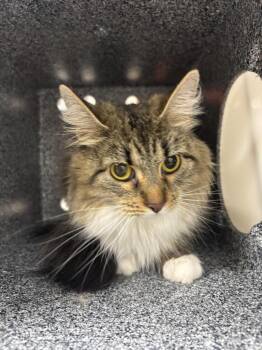 Nessa -  Domestic Long Hair Cat for Adoption in Greenfield, Indiana - Nessa | PetCurious