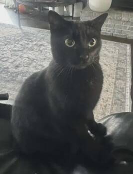 Domestic Short Hair Cats Available for Adoption - Cutsie | PetCurious