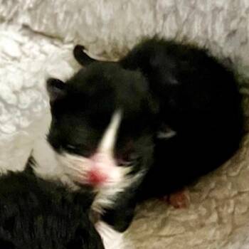 Kermit -  Domestic Short Hair Cat for Adoption in Ashland, Oregon - Kermit | PetCurious
