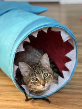 Rescue Domestic Short Hair Cats for Adoption in Atglen, Pennsylvania - Rebel | PetCurious