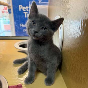 Loch Ness Monster -  Domestic Short Hair Cat for Adoption in Martinsville, Indiana - Loch Ness Monster | PetCurious