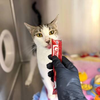 Domestic Short Hair Cats Available for Adoption in Riverside, California - Costco | PetCurious