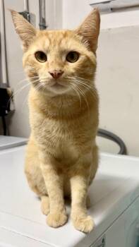 Gary -  Domestic Short Hair Cat for Adoption in Key West, Florida - Gary | PetCurious