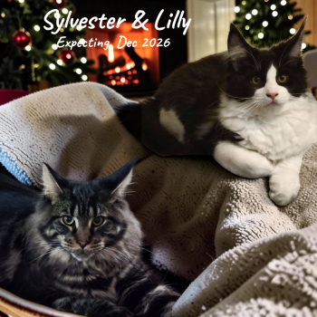 Due in December 2026 -  Maine Coon Cat for Sale in La Vergne, Tennessee - Due In December 2026 | PetCurious