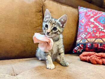Persephone Peach Rose -  Tabby and Domestic Short Hair Cat for Adoption in Friendswood, Texas - Persephone Peach Rose | PetCurious