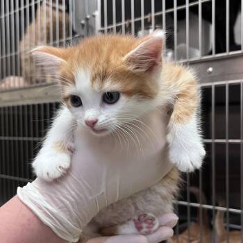 Swiss -  Domestic Short Hair Cat for Adoption in Birmingham, Alabama - Swiss | PetCurious