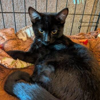 Vale -  Domestic Short Hair Cat for Adoption in Winchester, Virginia - Vale | PetCurious