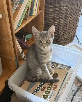 Marshmallow -  Tabby Cat for Adoption in Chandler, Arizona - Marshmallow | PetCurious