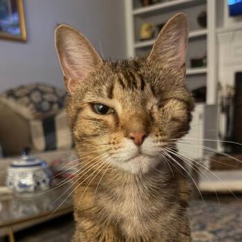Bella Bo -  Domestic Short Hair Cat Available for Adoption in Cumming, Georgia - Bella Bo | PetCurious