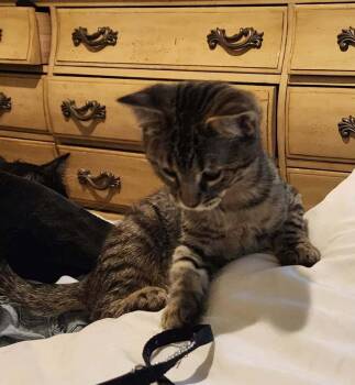 Chevy -  Domestic Short Hair Cat for Adoption in Boone, Colorado - Chevy | PetCurious